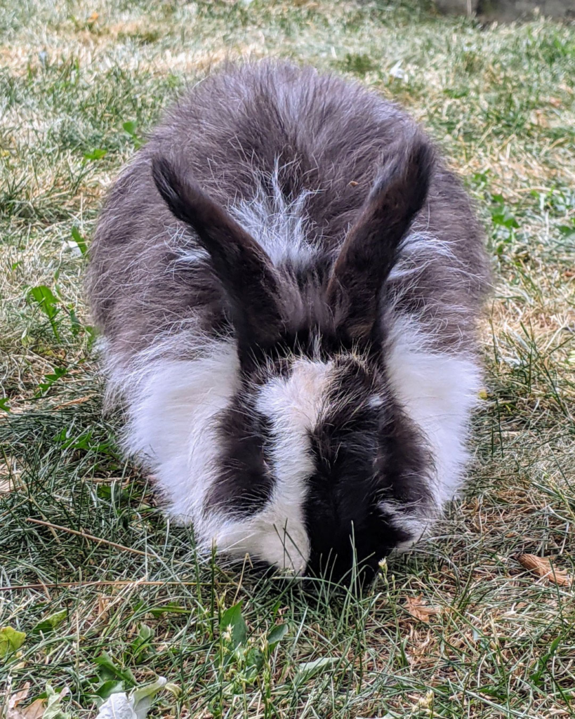 Picture of Angora rabbit - Oreo